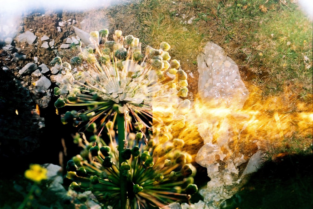 foto ravvicinata del campo di erba verde