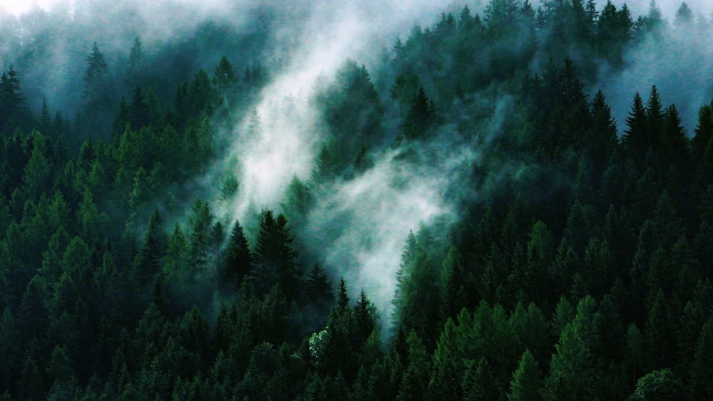 trees and sky