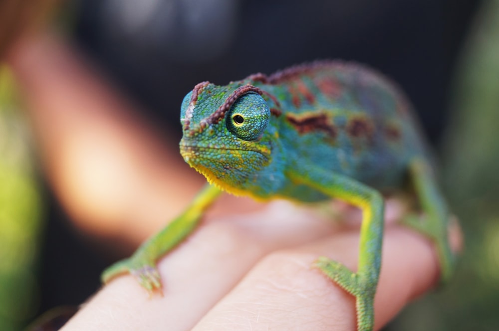 caméléon vert