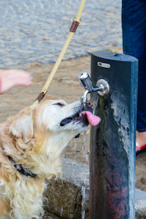 A happy golden retriever drinking from a bubbling pet water fountain in a sunny kitchen.
