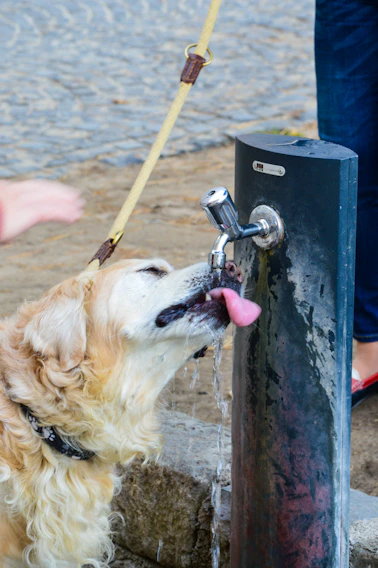 A happy golden retriever drinking water from an automatic pet fountain in a sunny kitchen.