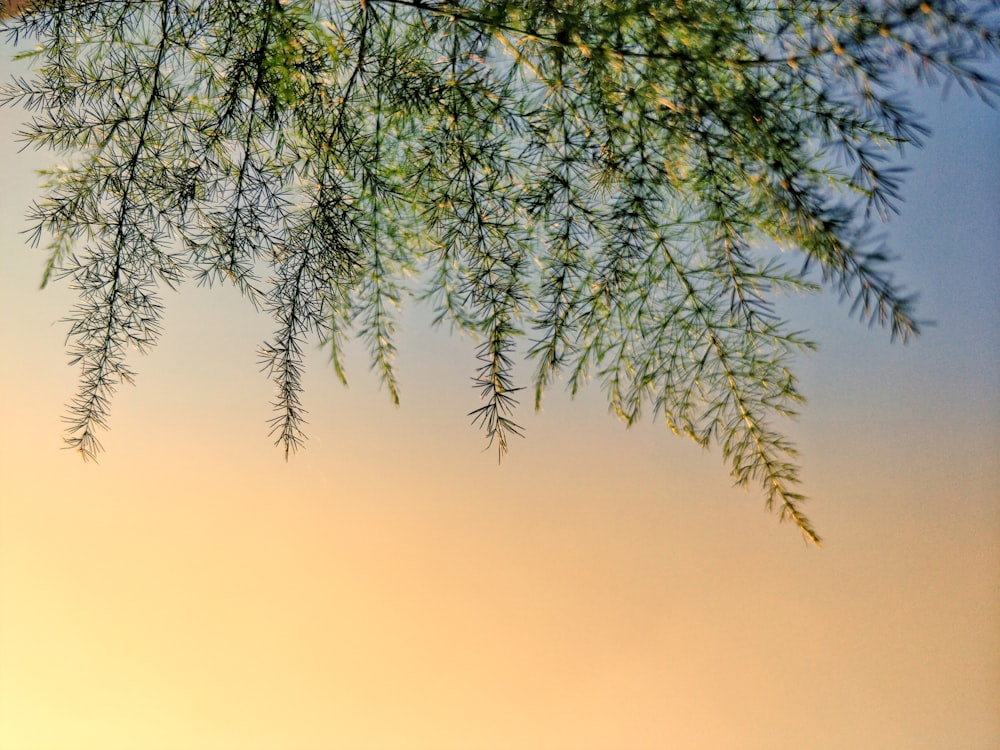 green leaf during sunset