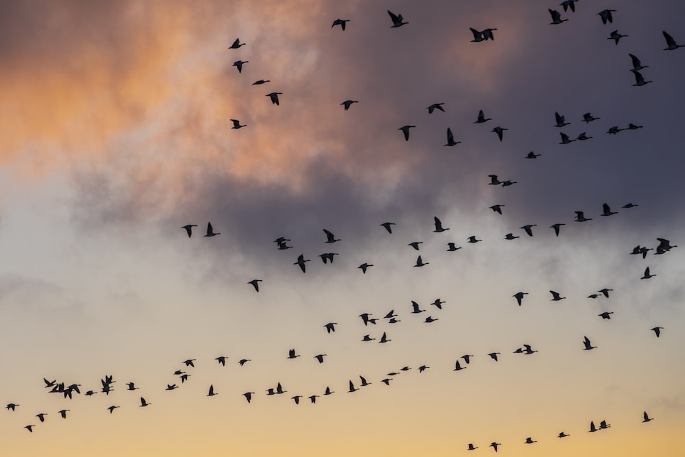 flock of birds flying during daytime