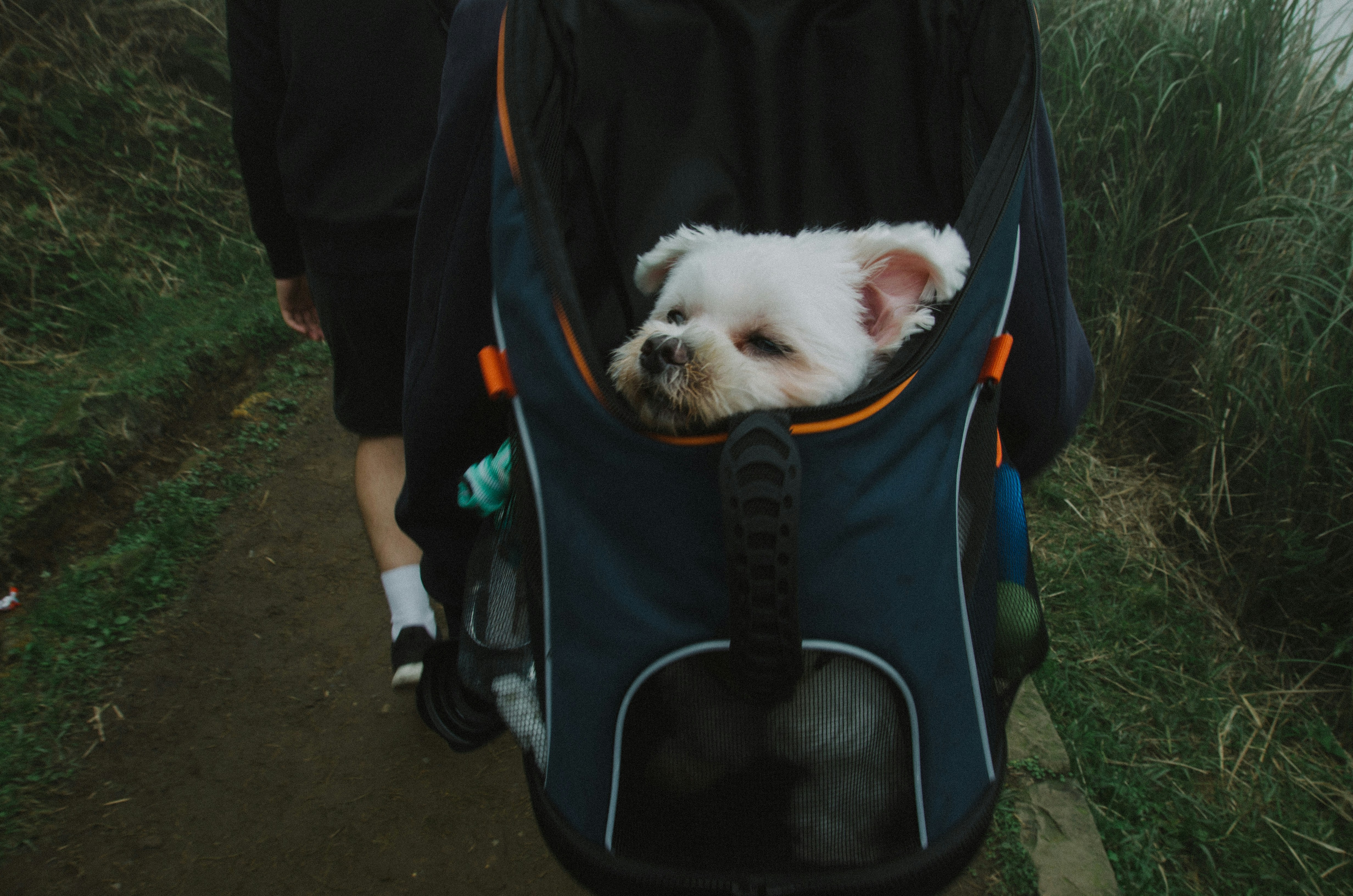 Are Backpack Carriers Safe for Dogs?