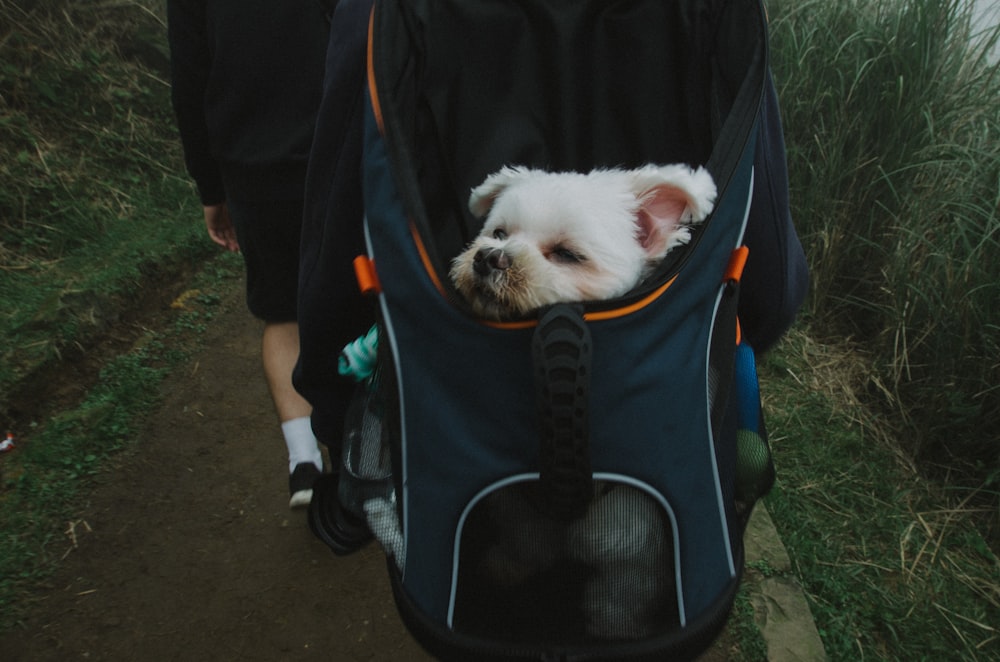 white puppy on bag