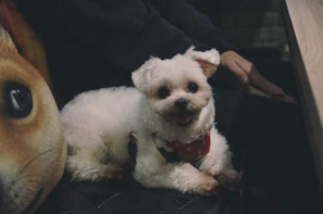 A happy dog with a colorful bandana sitting next to a smiling child in a cozy home setting