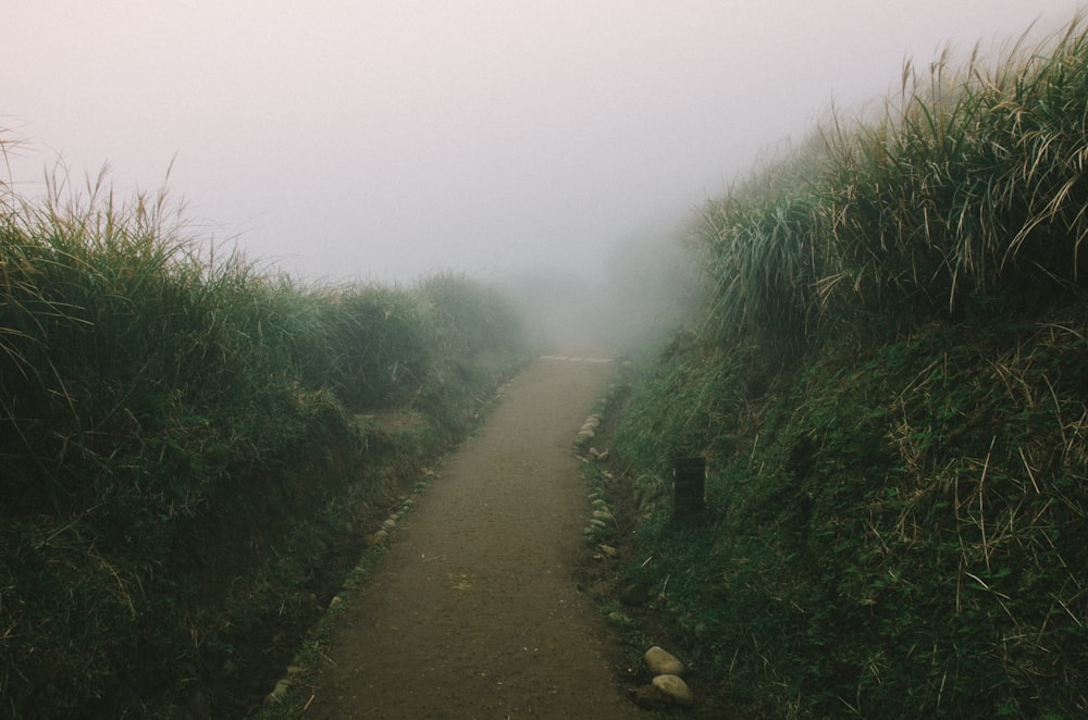 pathway between grasses during daytime