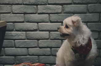 A small, fluffy white dog is looking to the right while sitting indoors. It wears a red bandana around its neck. The wall in the background consists of gray bricks, giving an urban feel to the setting. A portion of a table or surface is visible on the left side, with the corner of a colorful magazine or book.