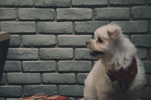 A small, fluffy white dog is looking to the right while sitting indoors. It wears a red bandana around its neck. The wall in the background consists of gray bricks, giving an urban feel to the setting. A portion of a table or surface is visible on the left side, with the corner of a colorful magazine or book.