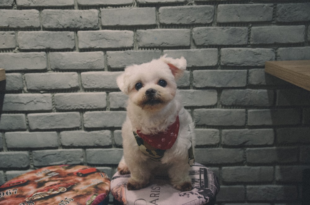 short-coat beige dog beside grey wall