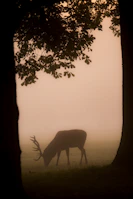 Realistic ink sketch of a deer standing quietly in a misty woodland.