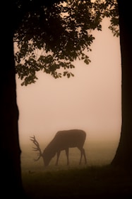 A mysterious animal silhouette appearing in a misty forest, hinting at hidden messages in nature.
