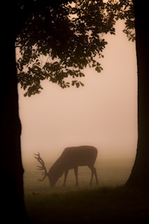 A mysterious animal silhouette appearing in a misty forest, hinting at hidden messages in nature.