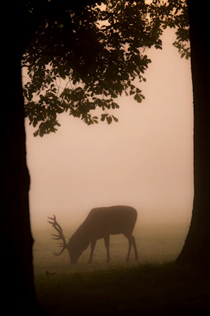 Realistic ink sketch of a deer standing quietly in a misty woodland.