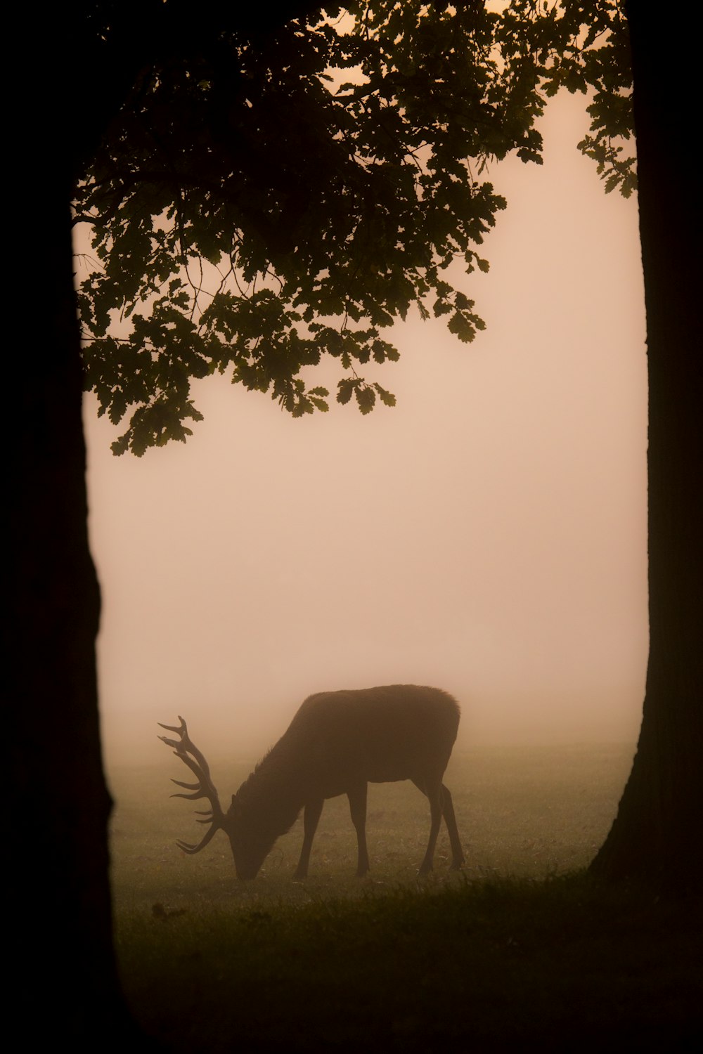 deer eating grass near trees