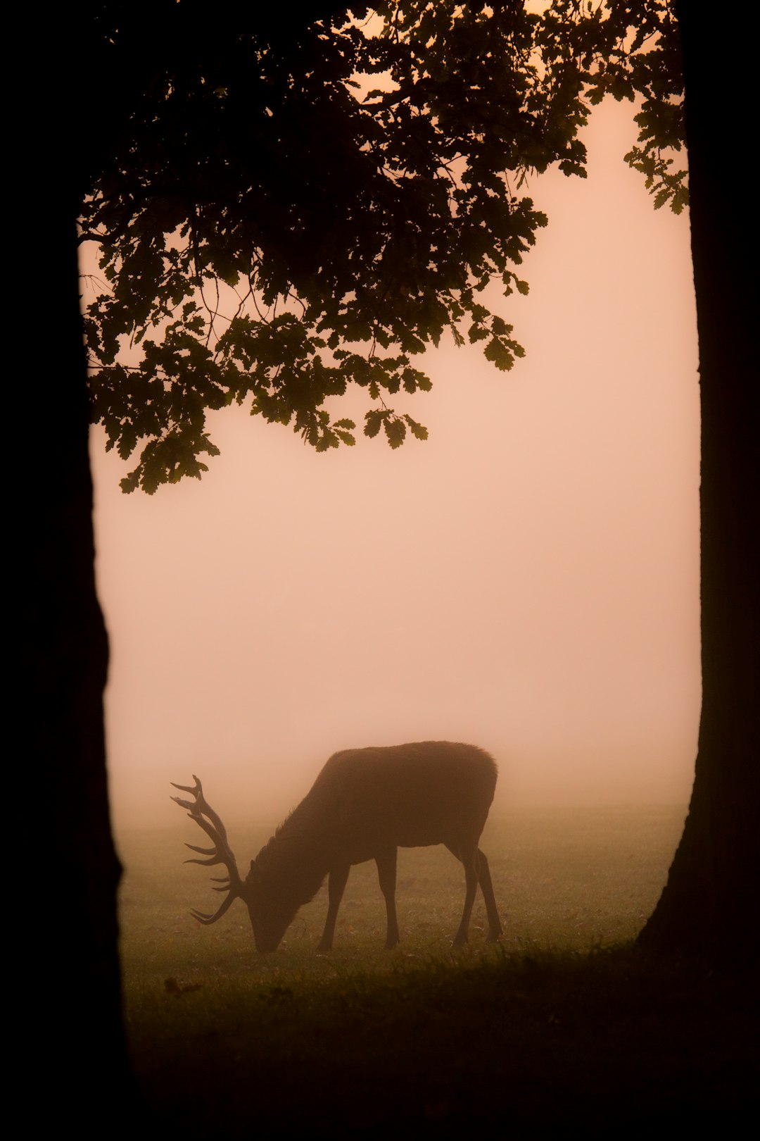  deer eating grass near trees elk