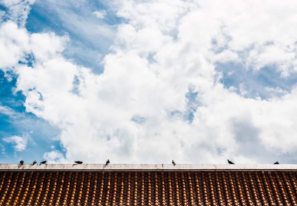 지붕에 앉아있는 새들