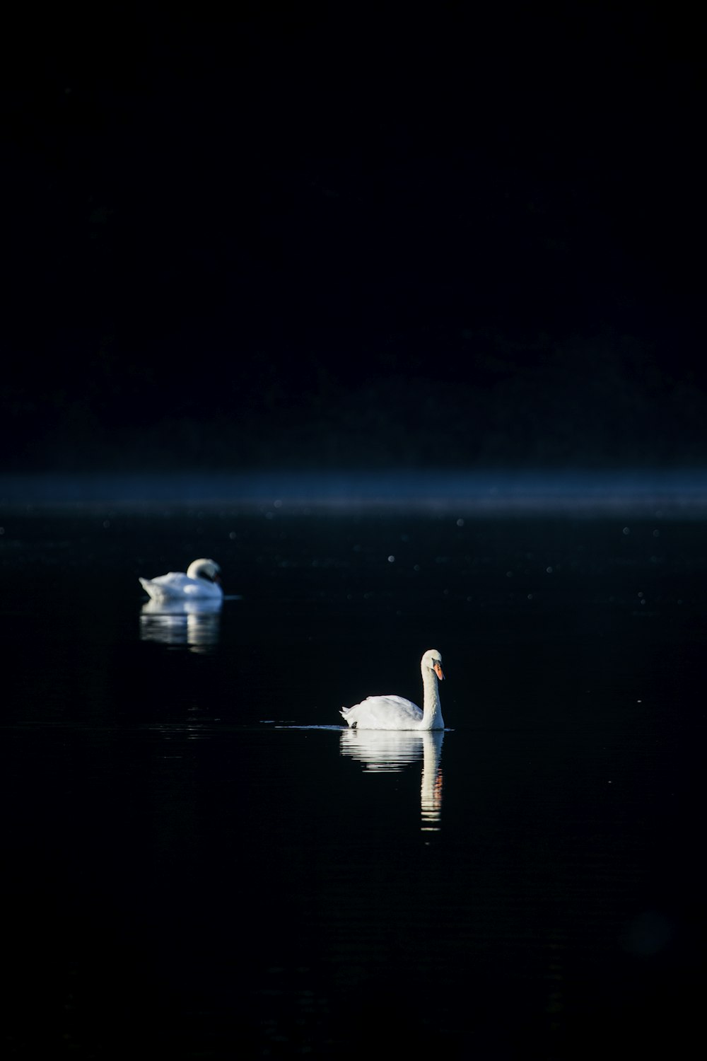 two white swans on water