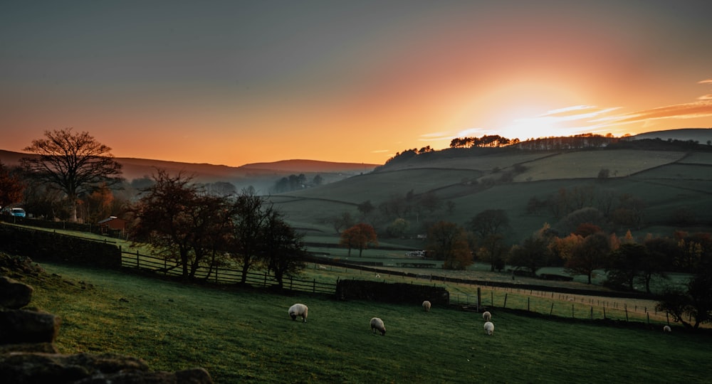 green grass field during golden hour