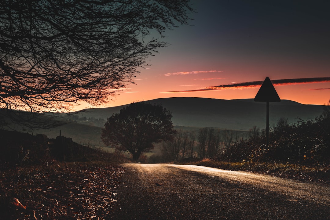 trees during golden hour