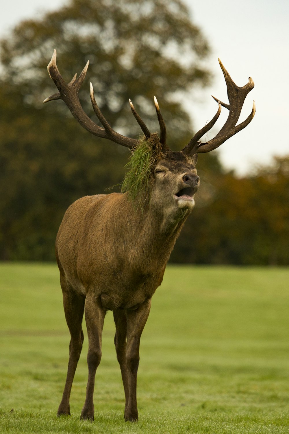 brown deer on field