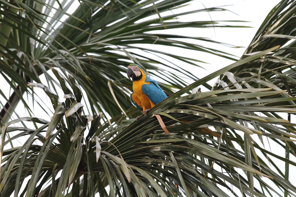 blue and yellow macaw perching on palm trees