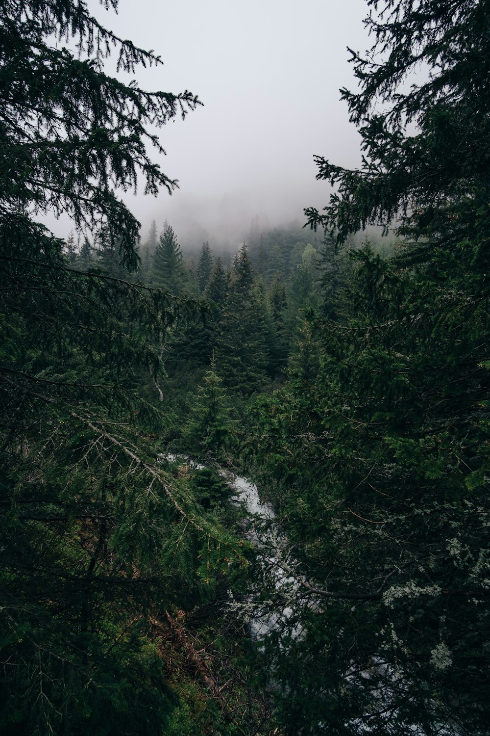 aerial photography of tree