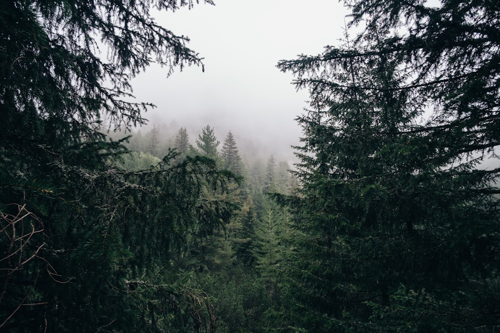 Un bosque lleno de muchos árboles cubiertos de niebla