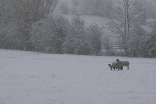 three brown deers