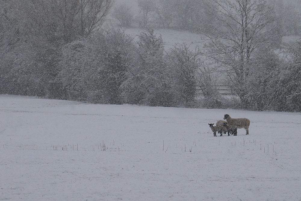 three brown deers