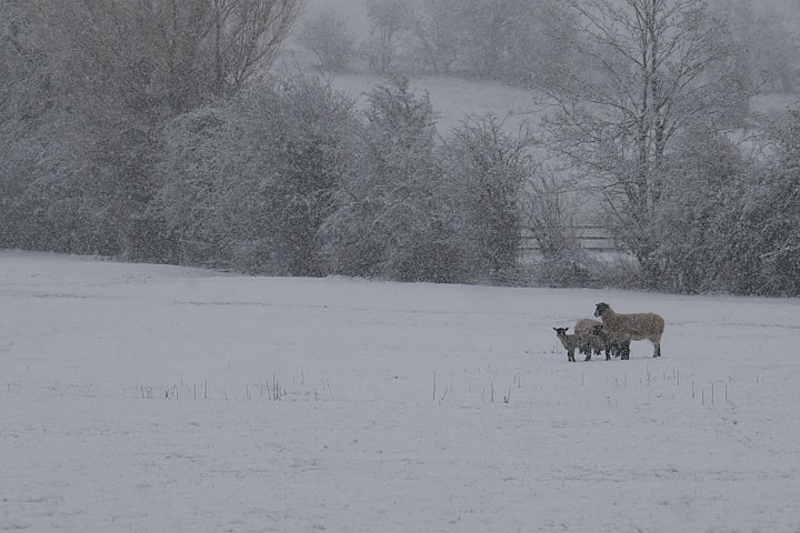 'Those Winter Sundays': the haunting of remorse