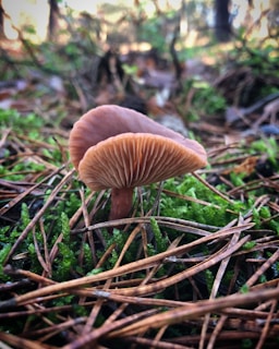 A mushroom with a brown cap and gills stands among green moss and scattered brown pine needles on a forest floor. The background shows blurred trees, providing a natural woodland setting.
