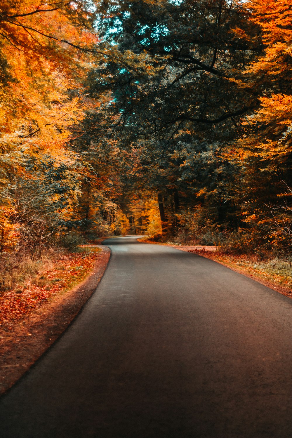 concrete road and autumn trees