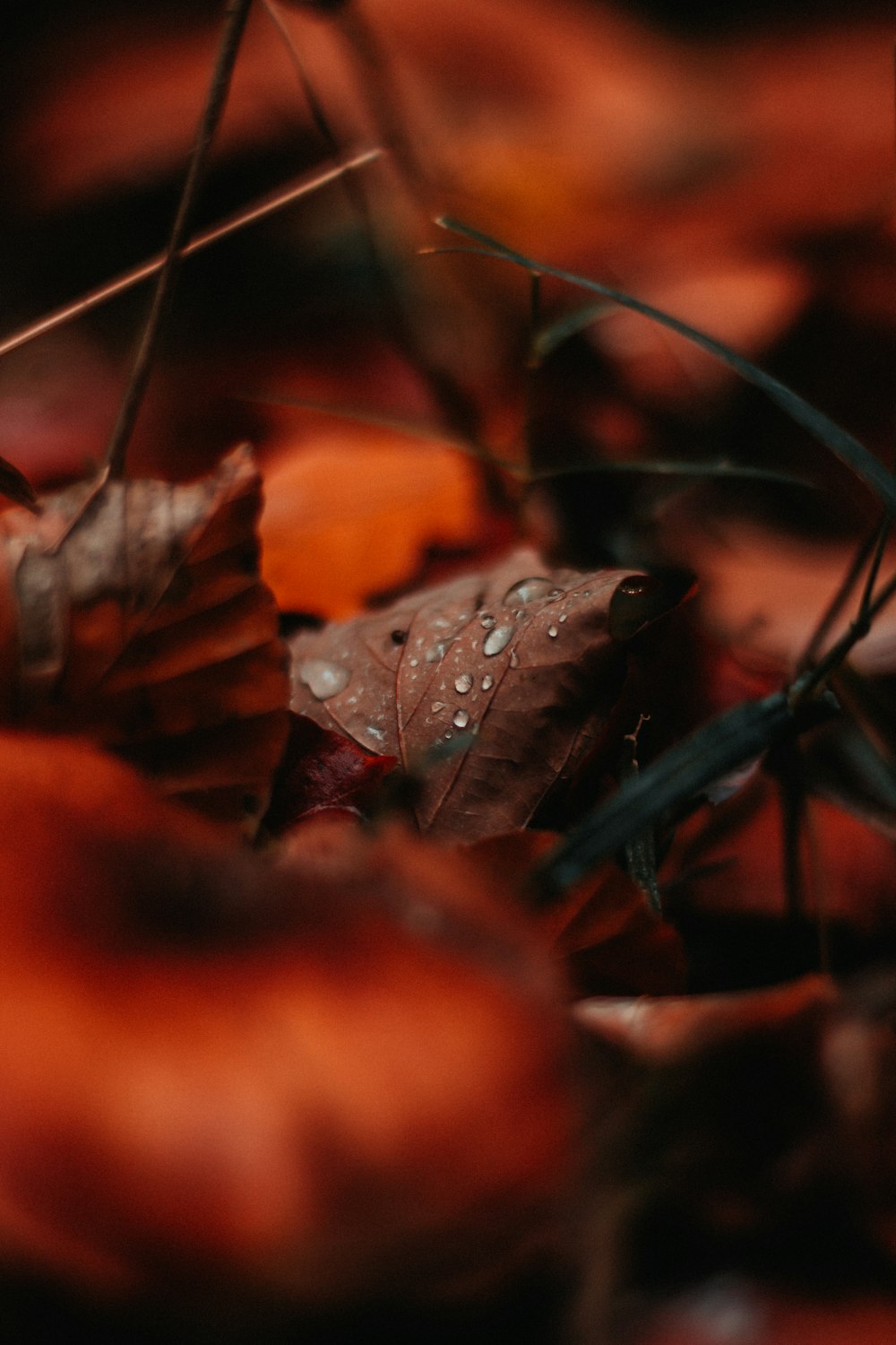 macro photography of wet leaf