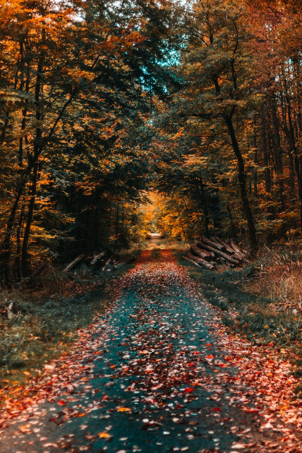 pathway surrounded by trees