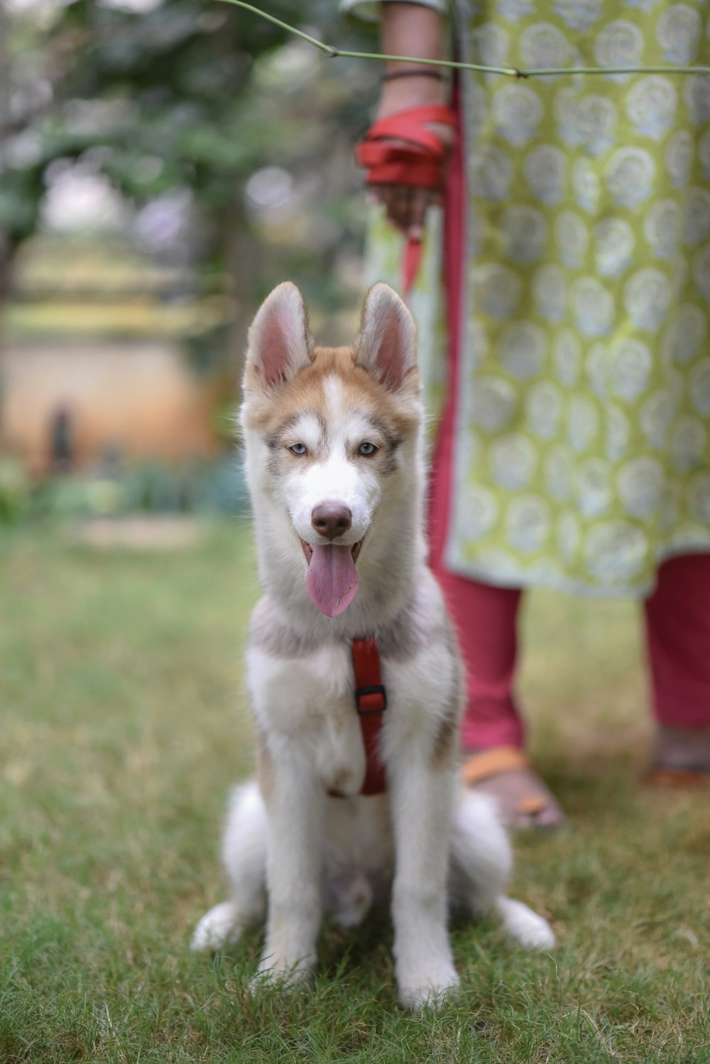 selective focus photography of brown and white Siberian Husky on green grass field