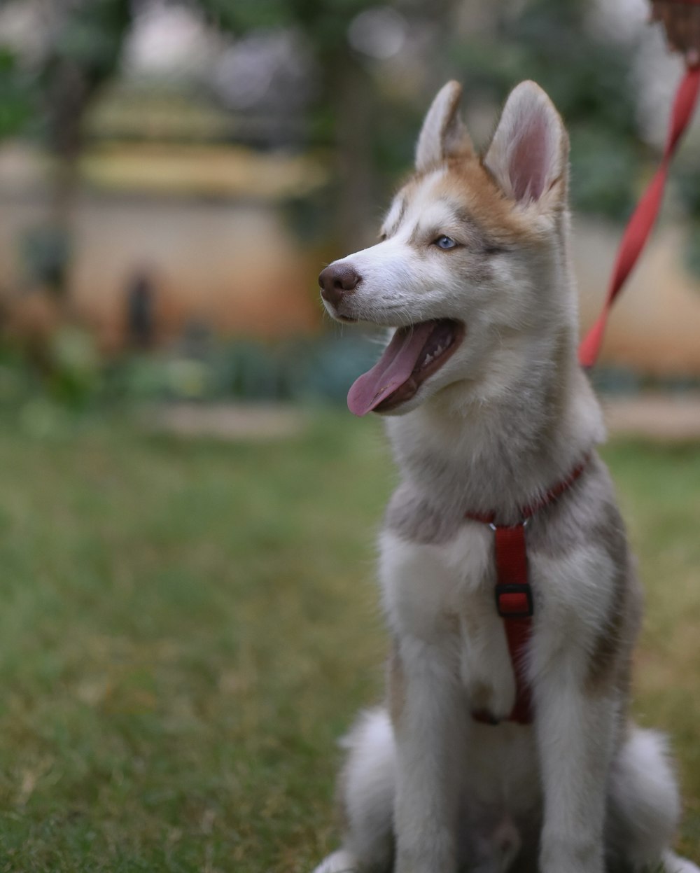 copper Siberian husky puppy close-up photography