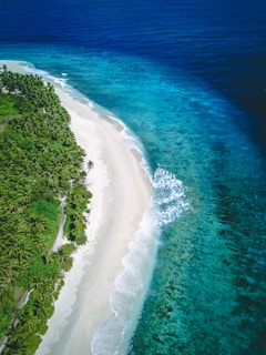 A pristine beach with white sand curves along a turquoise ocean, bordered by a lush green forest of palm trees. The deep blue water stretches into the horizon, creating a striking contrast with the light sandy shore.