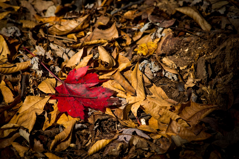 red and brown dried leaves