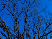 A network of leafless tree branches against a clear, vivid blue sky. The intricate pattern of the branches creates a stark contrast with the bright background, giving a sense of natural complexity and simplicity.