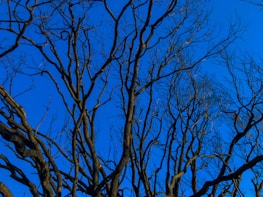 A network of leafless tree branches against a clear, vivid blue sky. The intricate pattern of the branches creates a stark contrast with the bright background, giving a sense of natural complexity and simplicity.