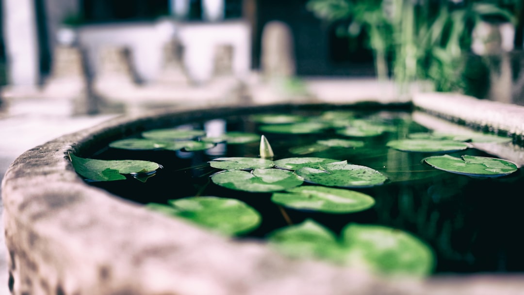 lily pods photography