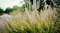 A gentle breeze moving through tall grass in a quiet natural setting.