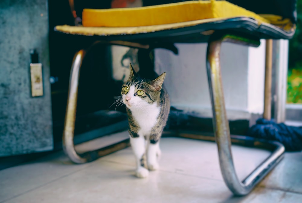 brown and white cat under armless chair