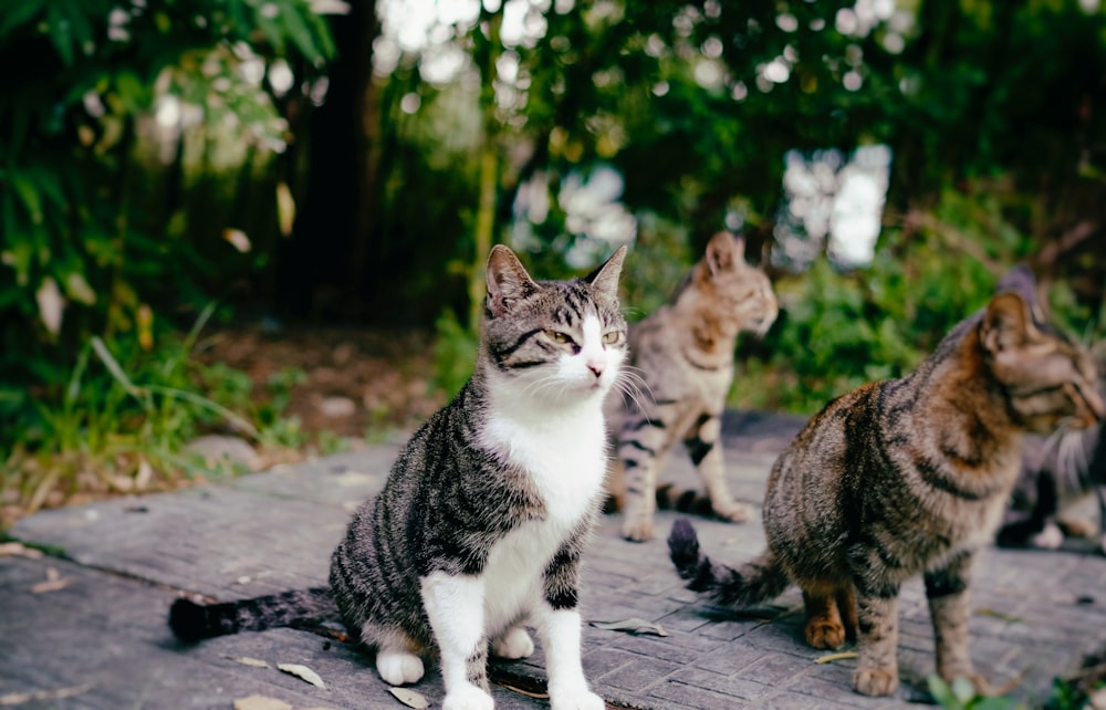 three cats on wooden surface near trees