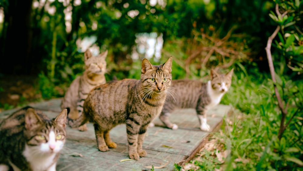 four brown cats