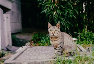 A tabby cat sits on a stone surface surrounded by greenery, with its body facing forward and tail curled around its side. The background features a mix of tall grass and bamboo foliage, creating a natural setting.