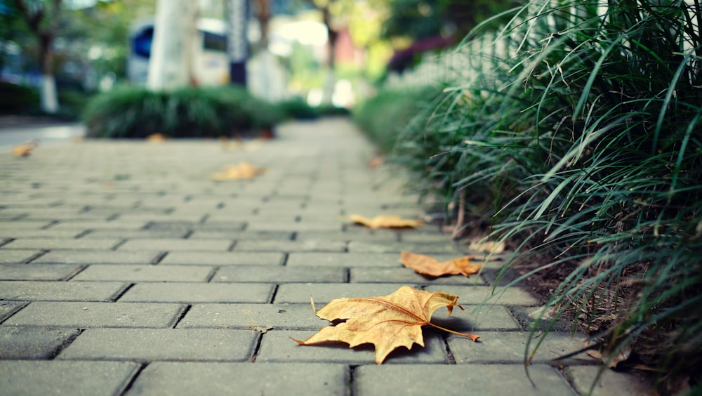 dried leaves on cinder blocks