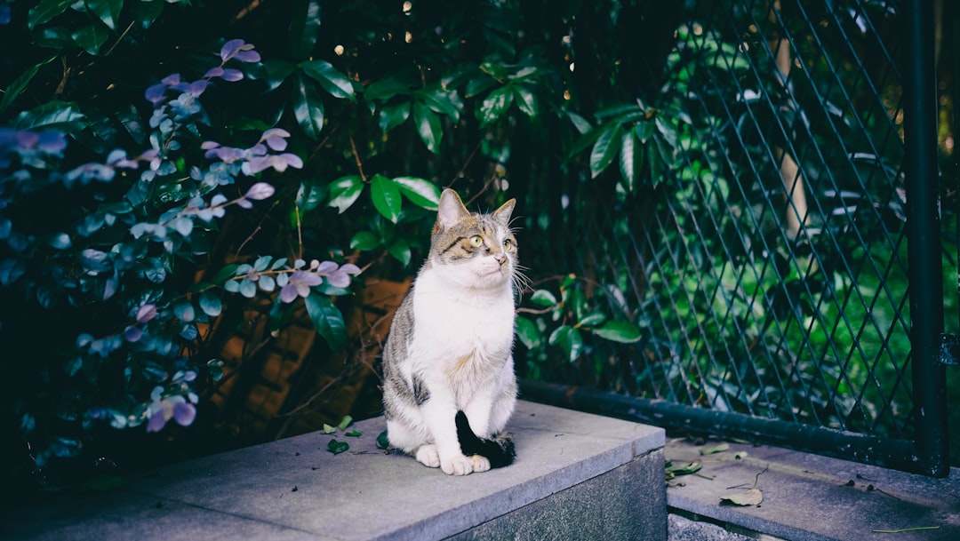 white and gray cat sitting on concrete surface