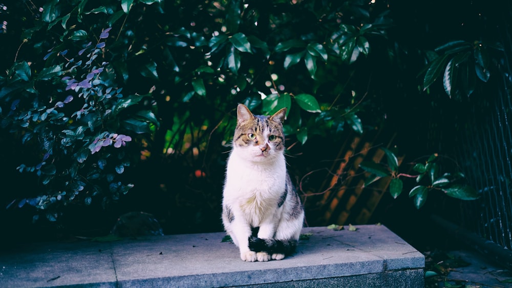 Weiße und braune Katze sitzt neben Pflanzen